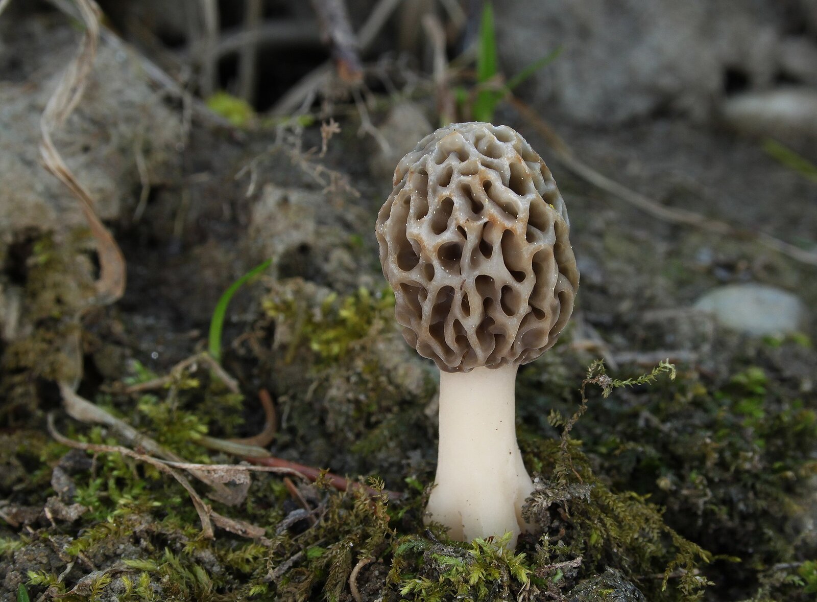 Yellow morel with honeycomb-patterned cap on forest floor