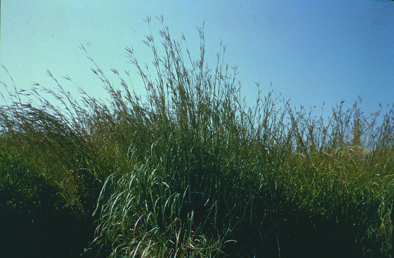 Big bluestem (Andropogon gerardii) showing tall stems and distinctive three-parted seed head