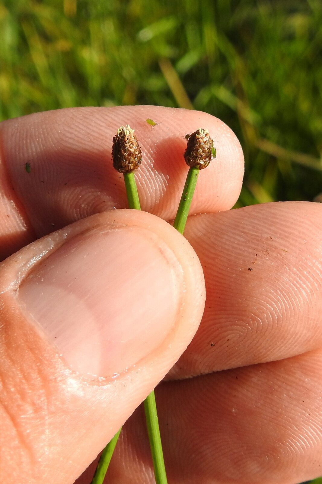 Blunt spike-rush (Eleocharis obtusa) with small rounded spikelet atop a slender stem