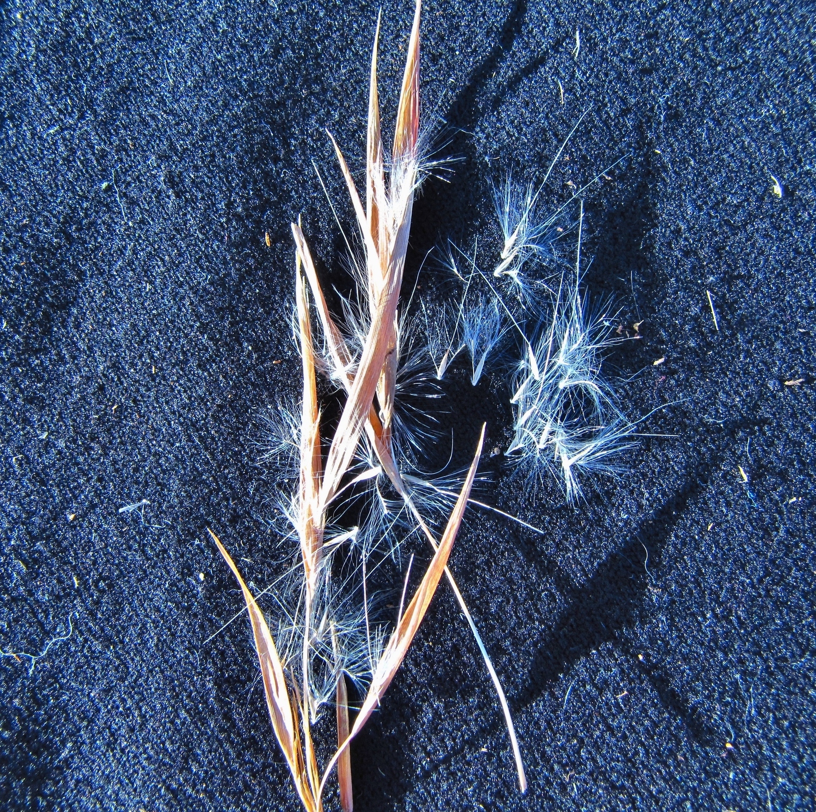 Broomsedge in an old field showing characteristic tawny winter color