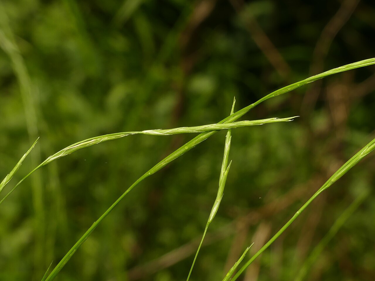 Creeping mannagrass (Glyceria acutiflora) in a wet habitat