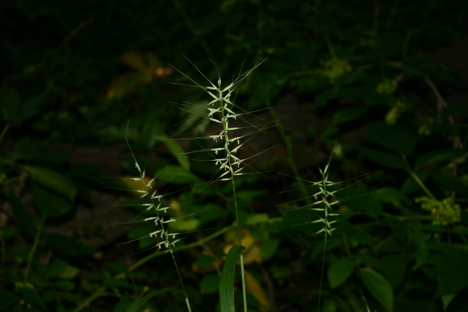Eastern bottlebrush grass (Elymus hystrix) with bristly seed heads