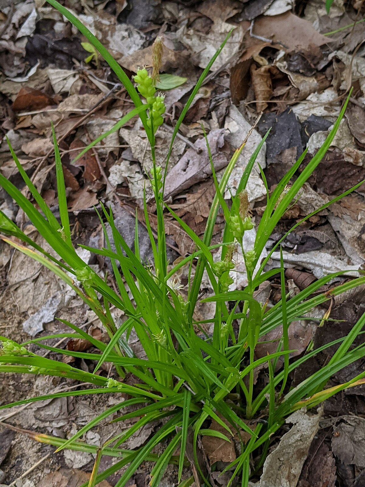 Eastern woodland sedge (Carex blanda) with loose, spreading perigynia
