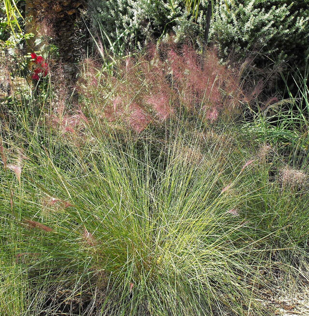 Hairawn muhly with pink-purple cloud of inflorescences