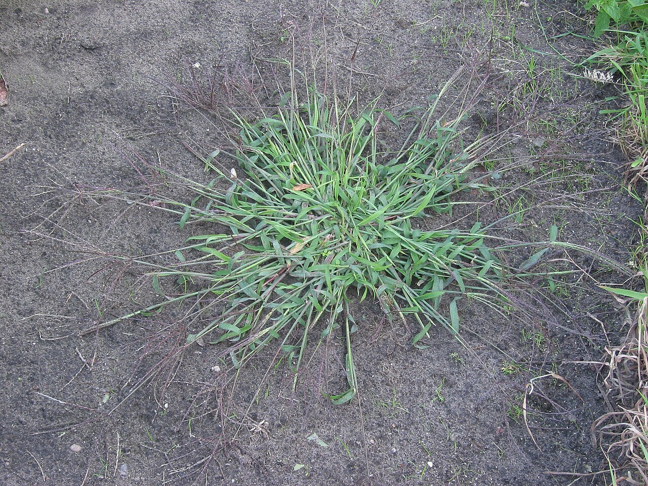 Hairy crabgrass (Digitaria sanguinalis) showing finger-like seed spikes radiating from a central point