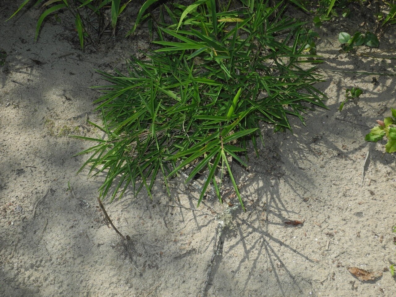 Hill cane (Arundinaria appalachiana) growing on a forested slope