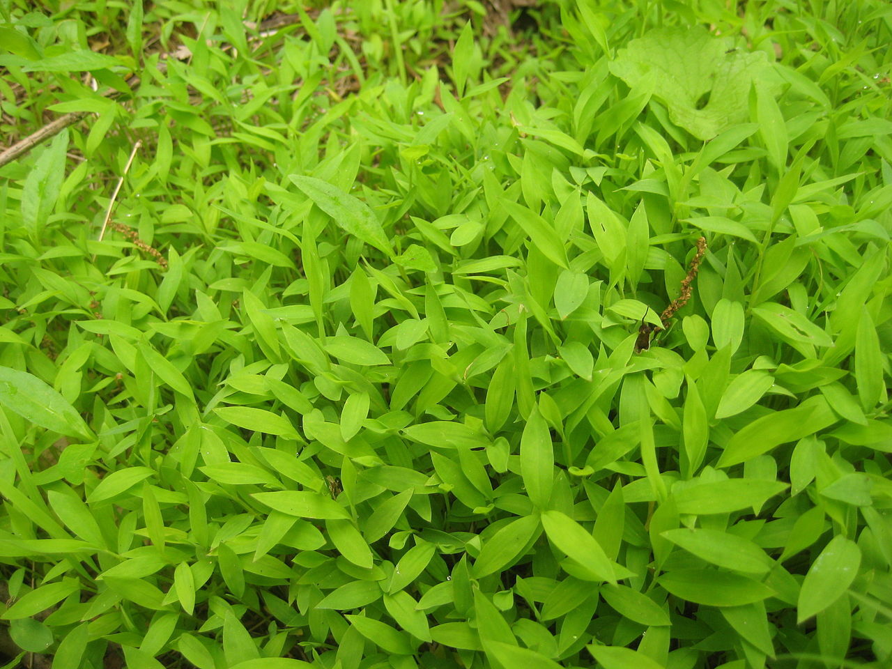 Japanese stiltgrass (Microstegium vimineum) forming a dense mat on the forest floor