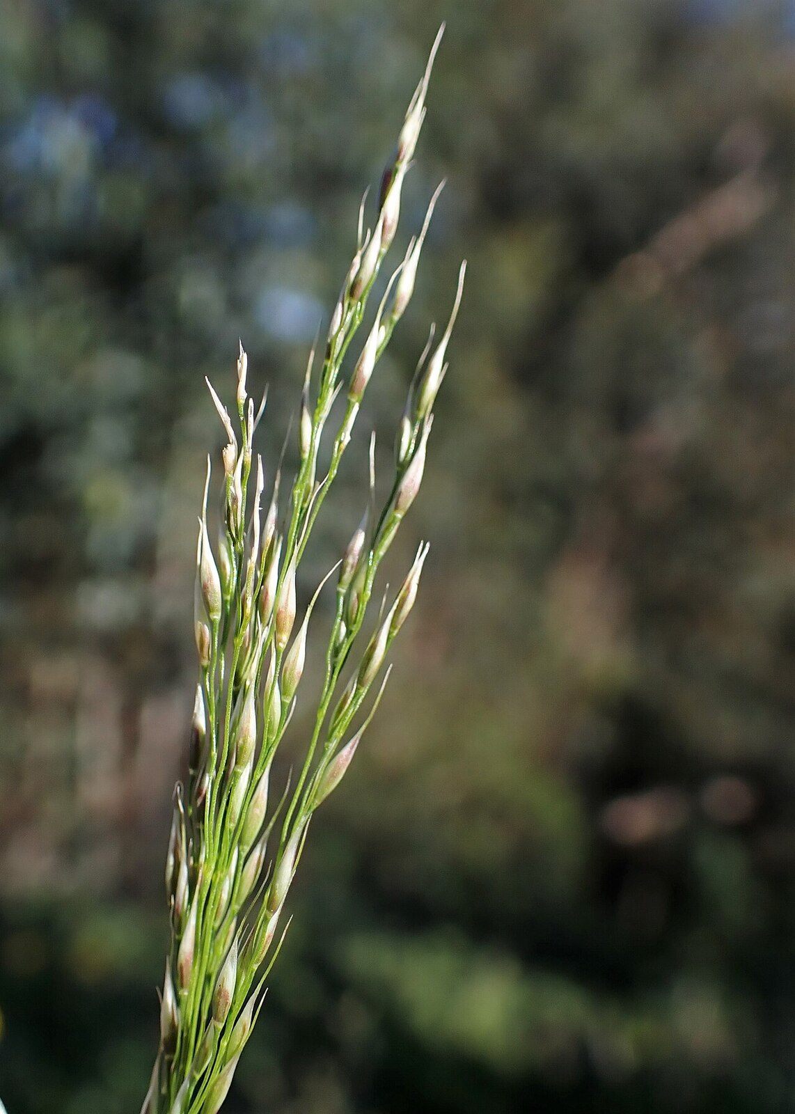 Johnsongrass (Sorghum halepense) with large open panicle of reddish-purple spikelets