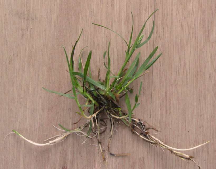Kentucky bluegrass (Poa pratensis) with open pyramidal seed head