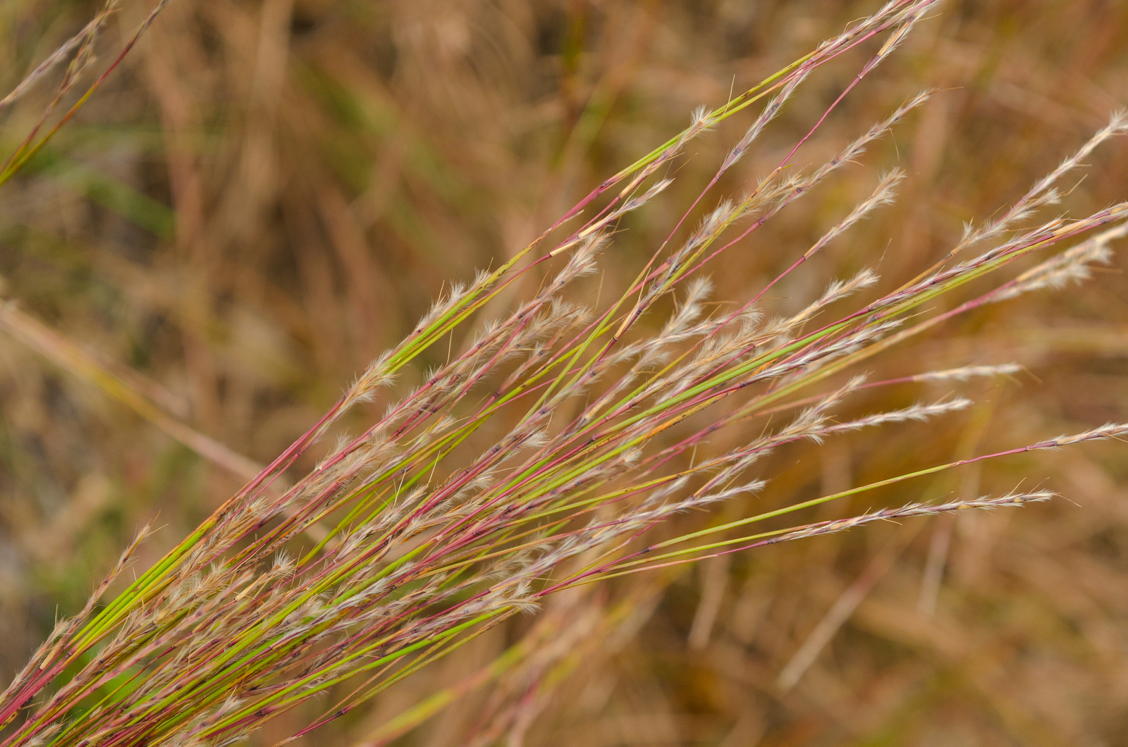 Little bluestem in autumn with coppery foliage and fluffy white seed heads