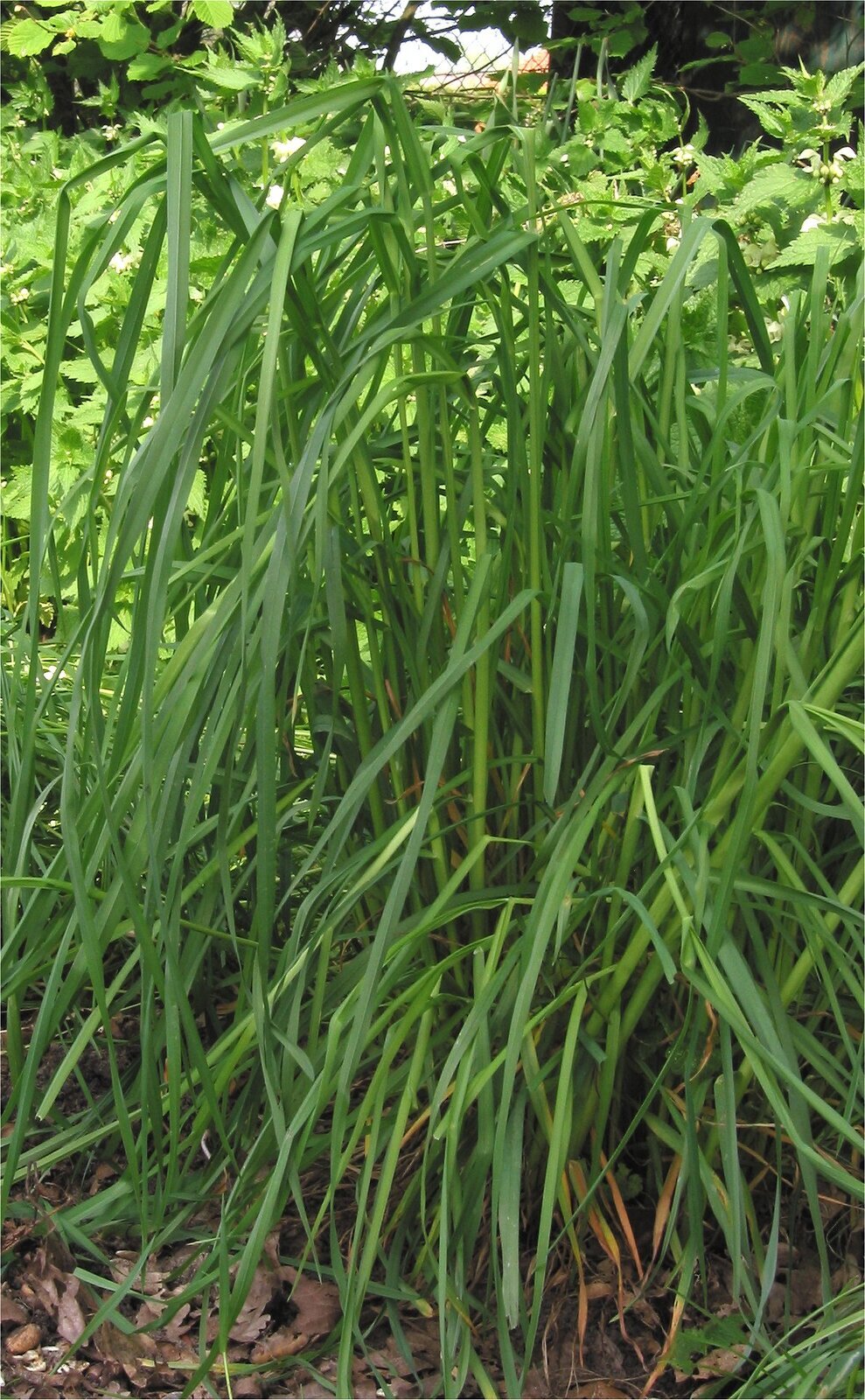 Orchardgrass (Dactylis glomerata) with dense one-sided flower clusters