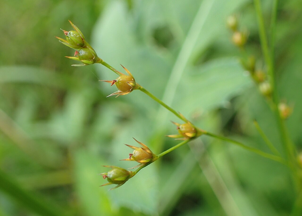 Path rush (Juncus tenuis) growing along a compacted trail edge