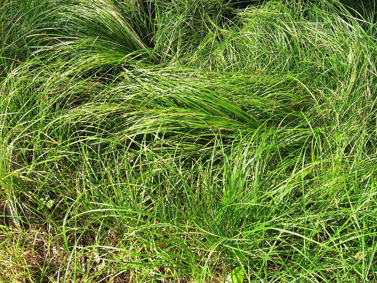 Pennsylvania sedge (Carex pensylvanica) forming a low mat on the forest floor