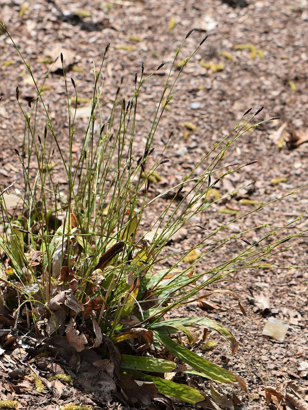 Plantain-leaved sedge (Carex plantaginea) with distinctively broad leaves