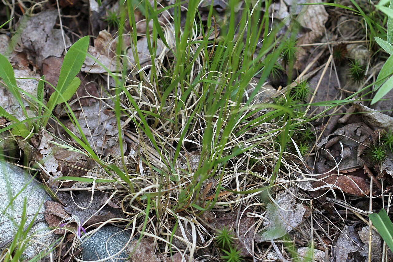 Poverty oatgrass (Danthonia spicata) with curled leaves and compact seed head