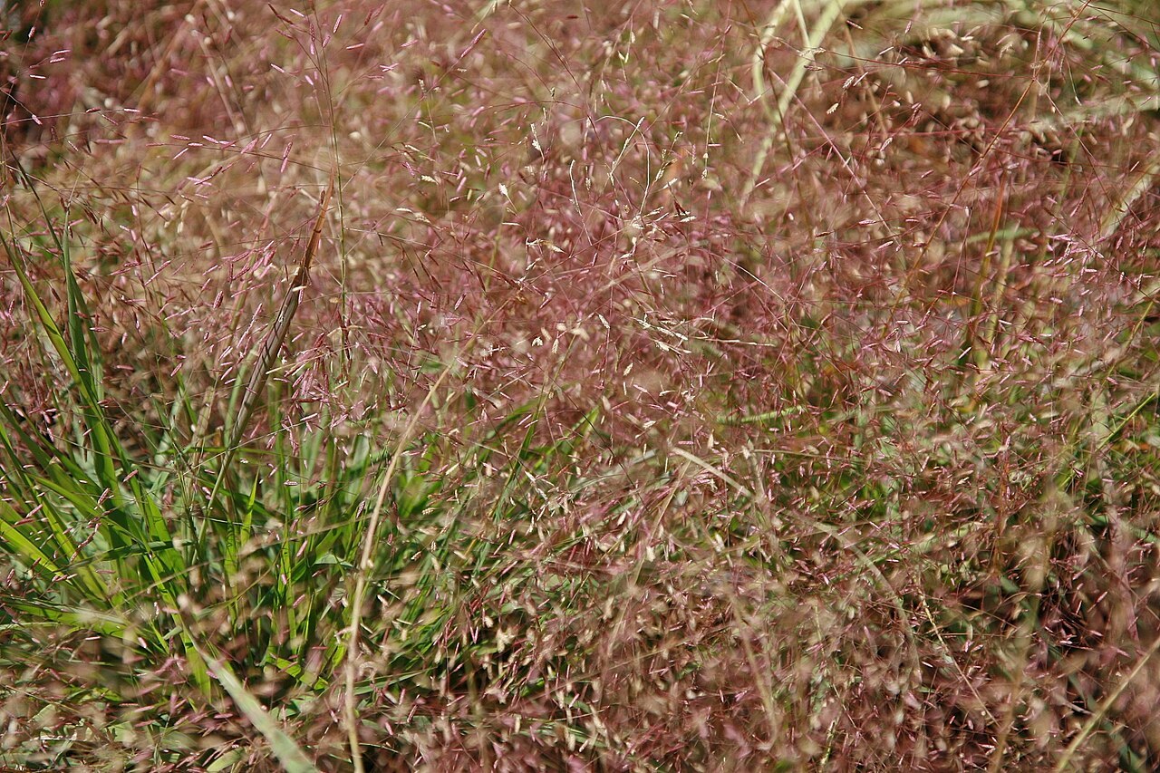 Purple lovegrass (Eragrostis spectabilis) with diffuse purple panicle