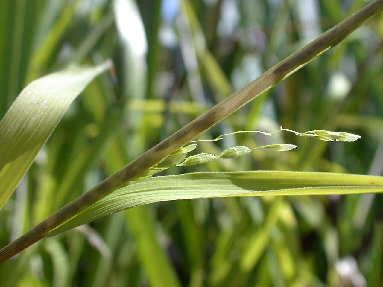 Rice cutgrass (Leersia oryzoides) with delicate open panicle