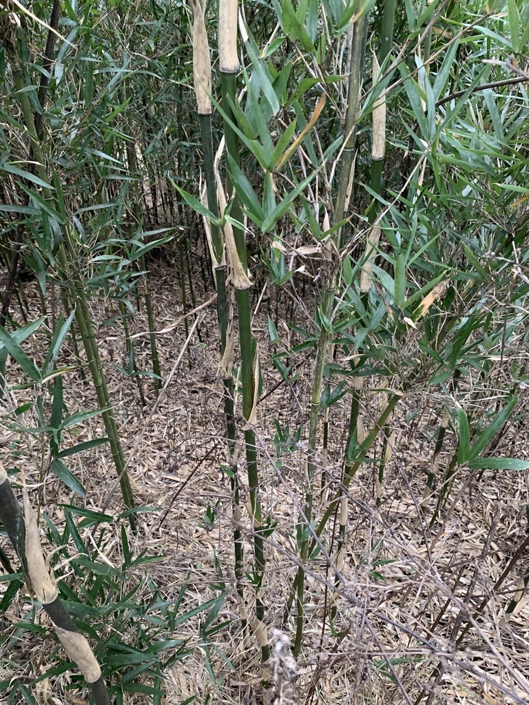 River cane stand