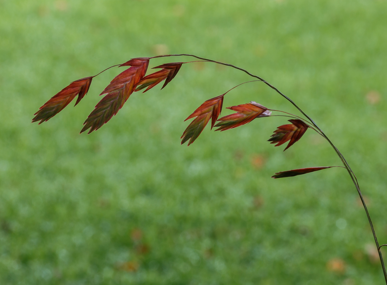 River oats with flat dangling seed heads in autumn