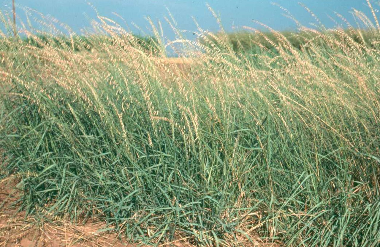 Sideoats grama (Bouteloua curtipendula) showing distinctive one-sided seed arrangement
