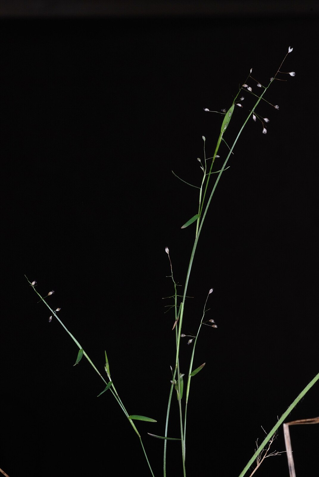 Small-leaf witchgrass (Dichanthelium ensifolium)