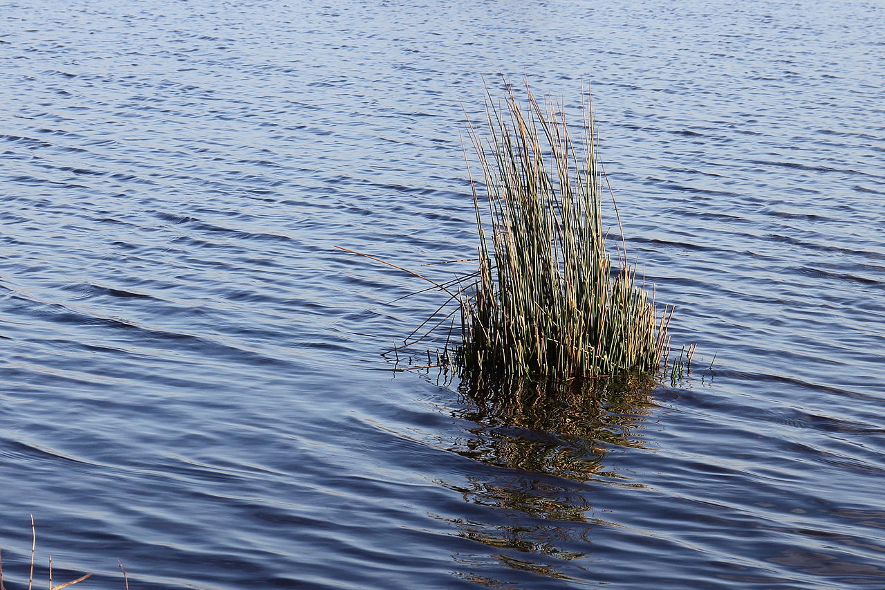 Soft rush (Juncus effusus) forming dense clumps at the edge of water