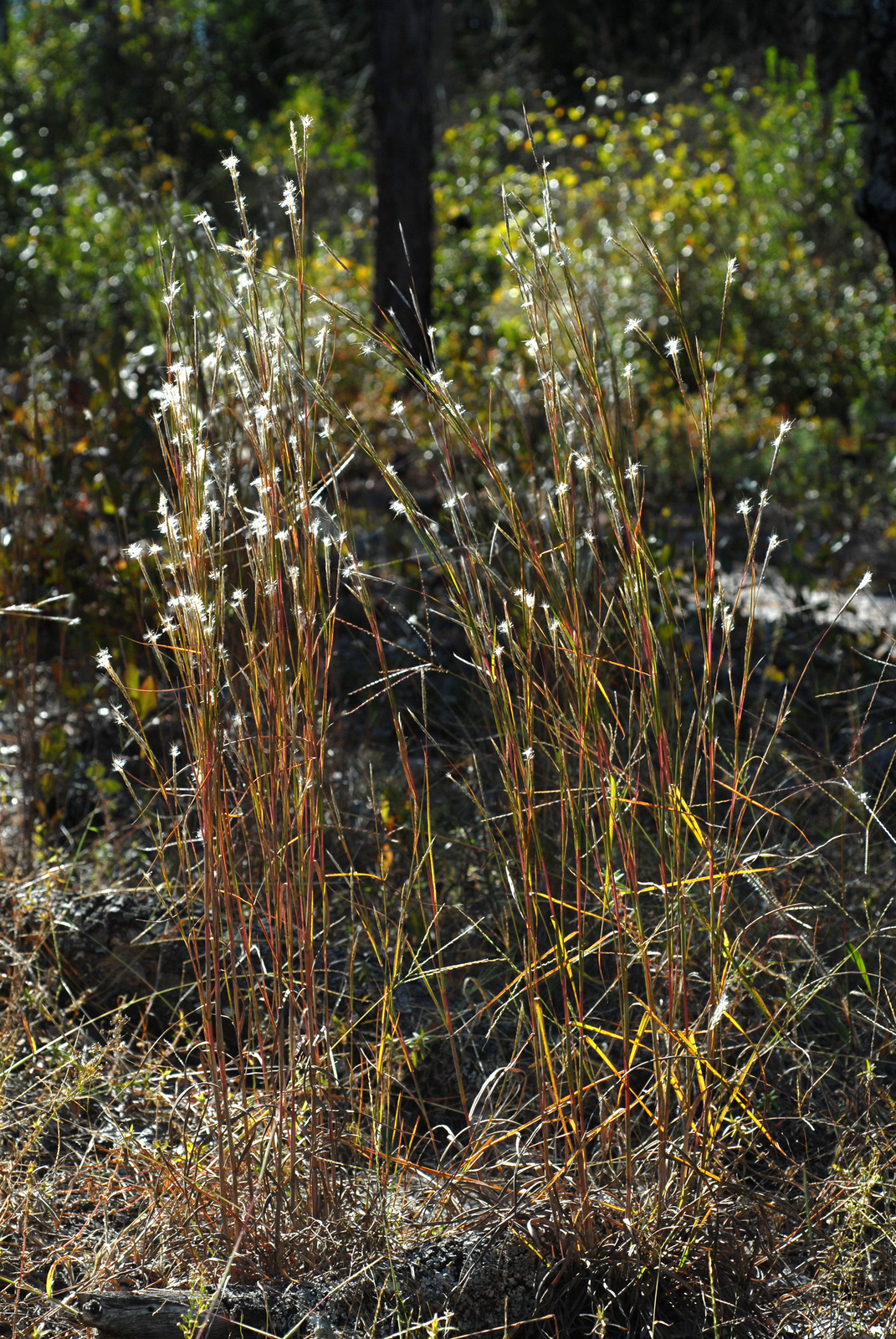 Splitbeard bluestem (Andropogon ternarius) with paired silvery seed heads