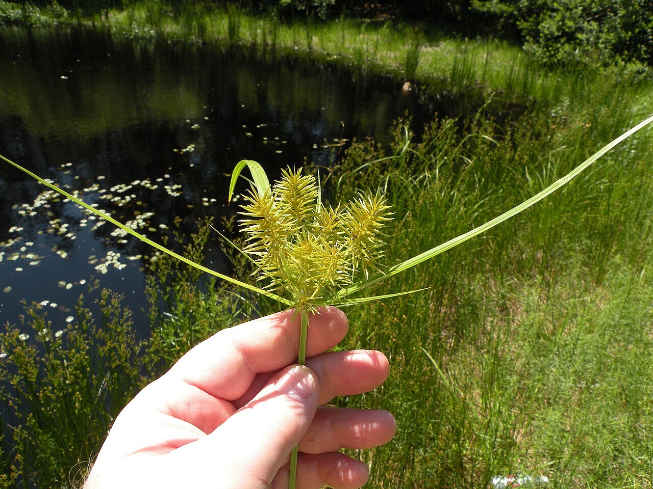 Straw-colored flatsedge (Cyperus strigosus) with umbrella-like cluster of spikelets