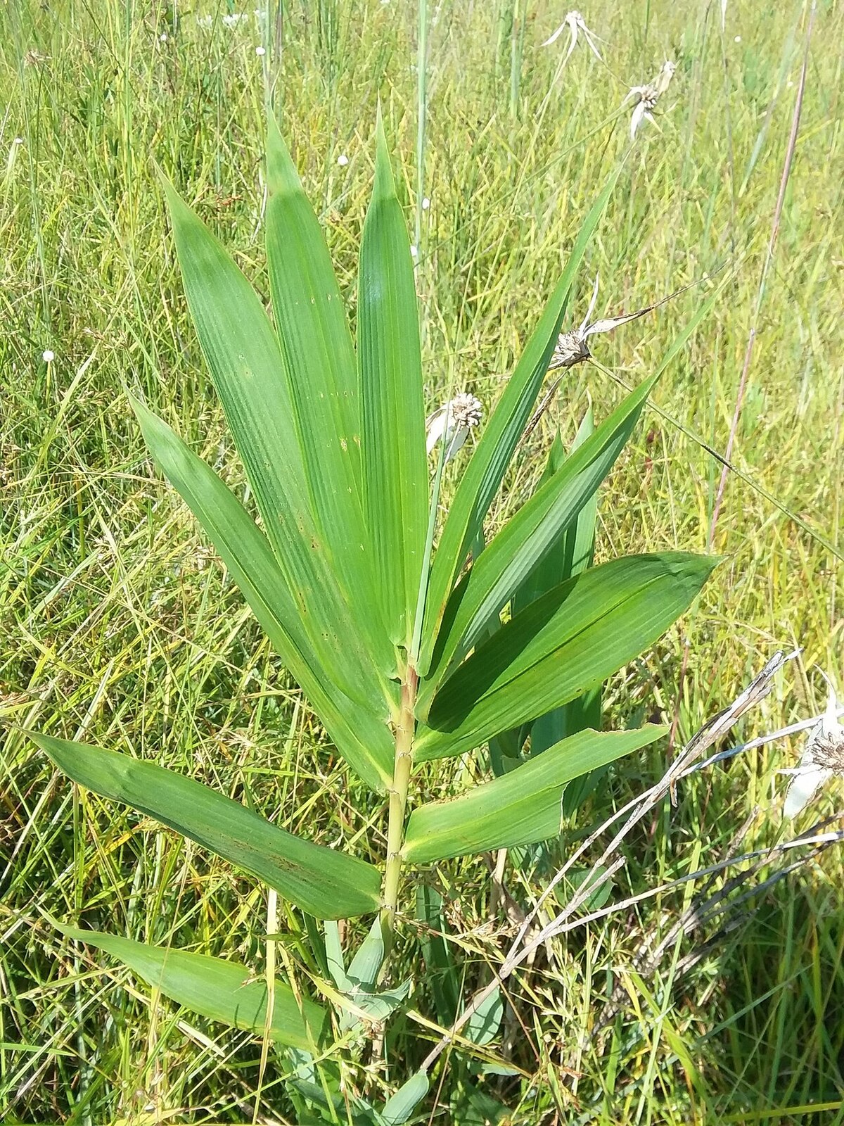 Switch cane (Arundinaria tecta) stand in a bottomland forest