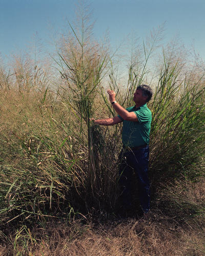 Switchgrass (Panicum virgatum) in seed