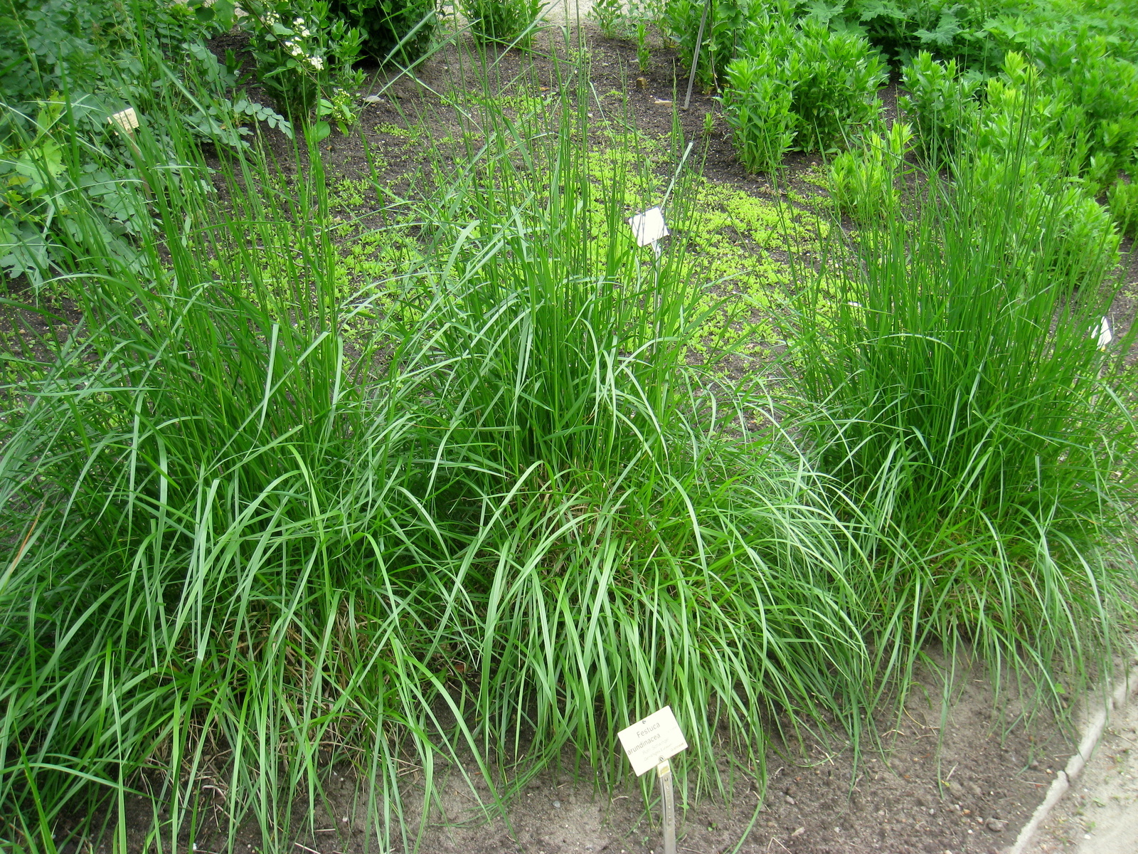 Tall fescue (Schedonorus arundinaceus) growing in a dense clump