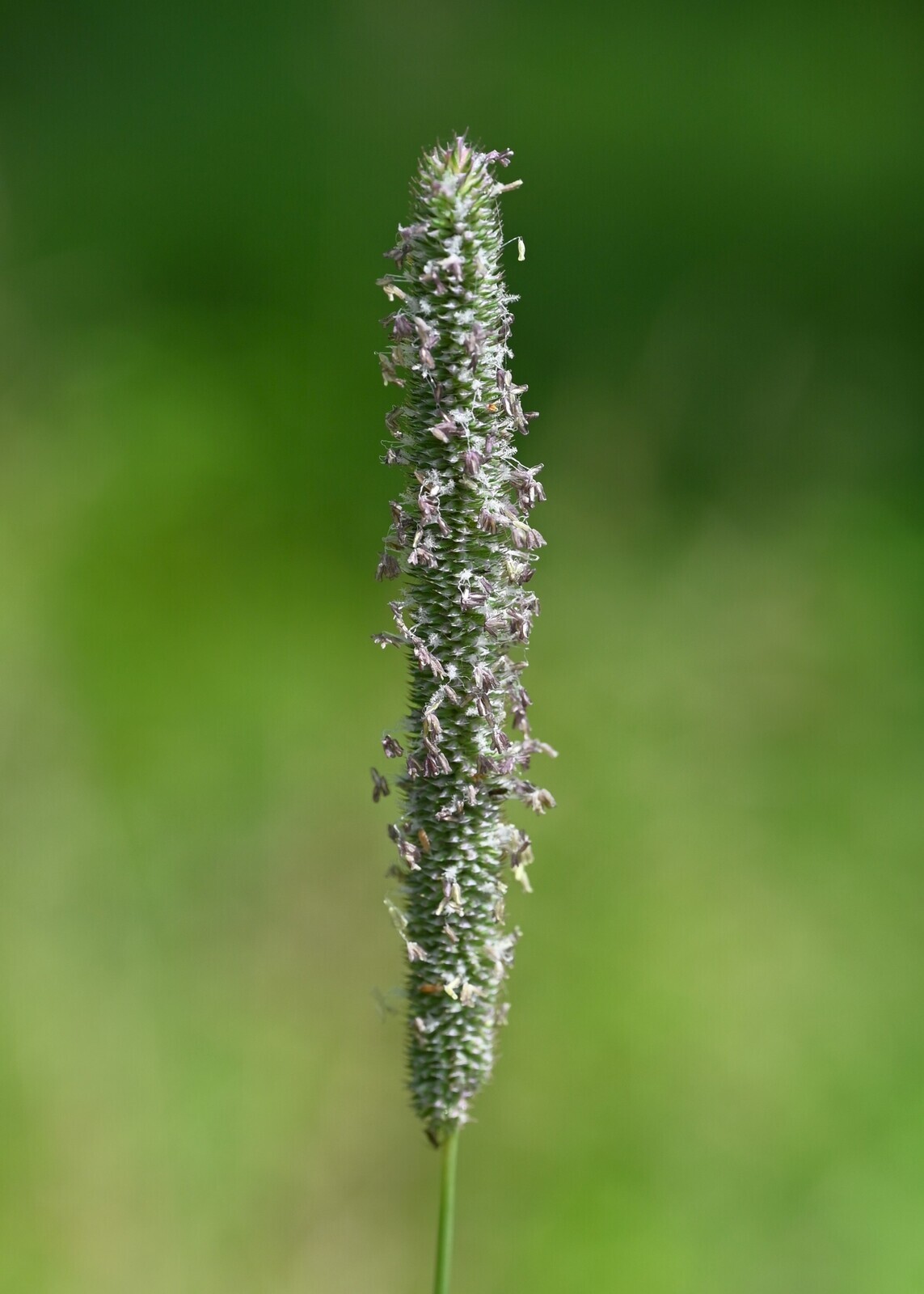 Timothy (Phleum pratense) showing cylindrical seed head