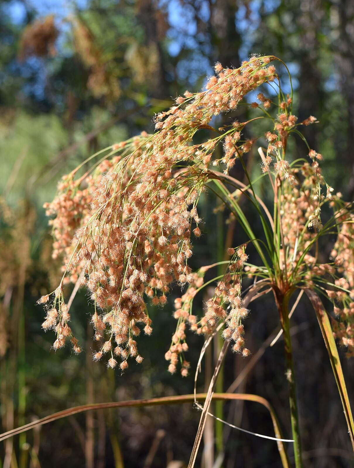 Woolgrass (Scirpus cyperinus) with distinctive woolly brown seed heads