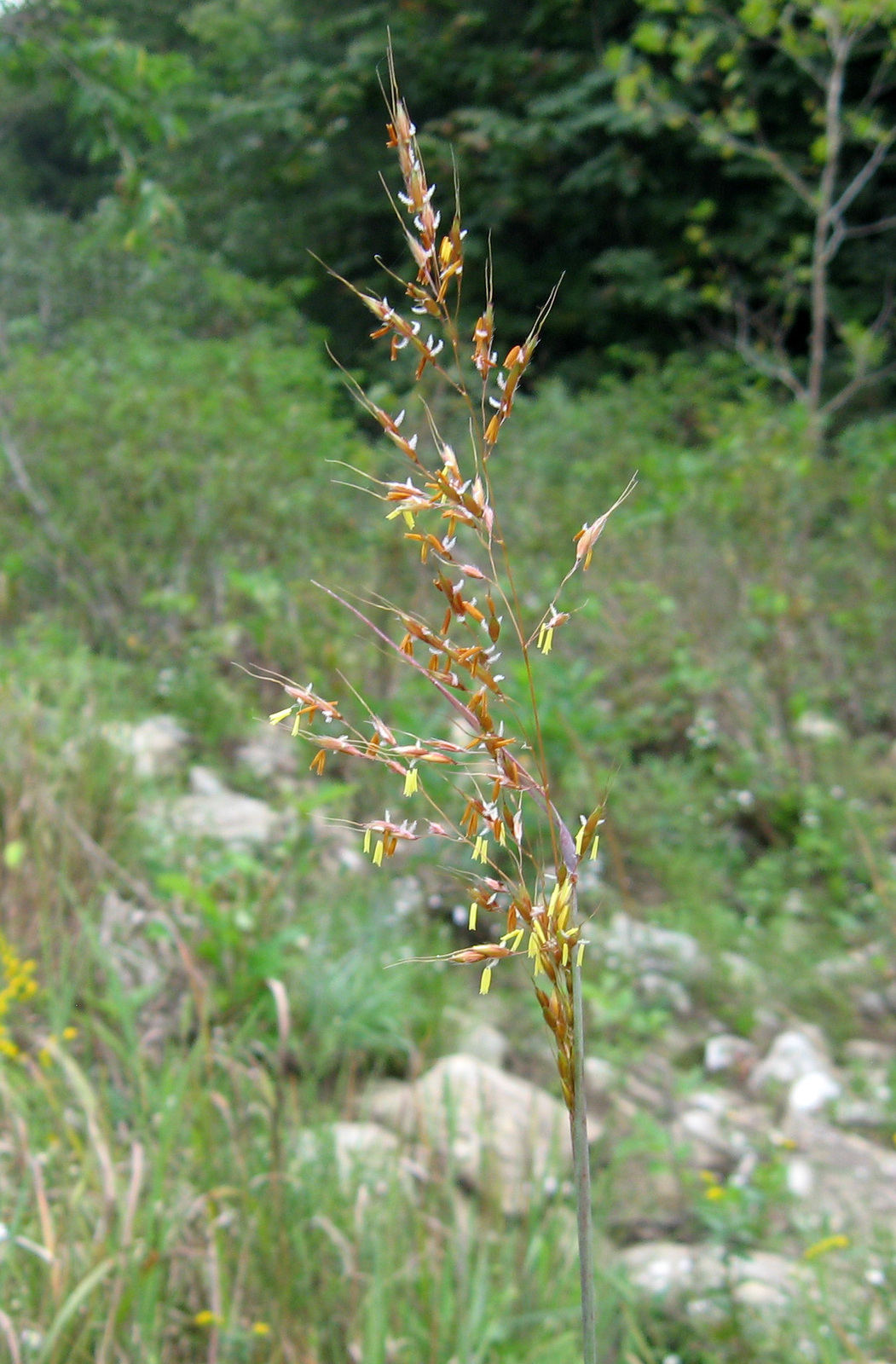 Yellow indiangrass (Sorghastrum nutans) with golden plume-like seed heads