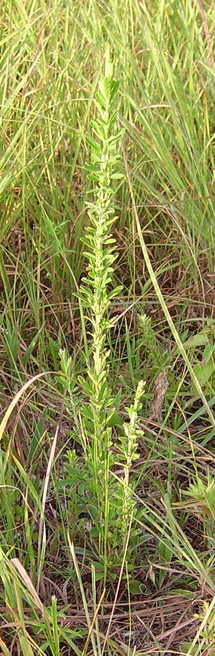Chinese bush-clover