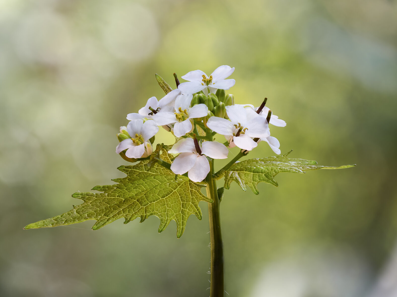 Garlic mustard in flower