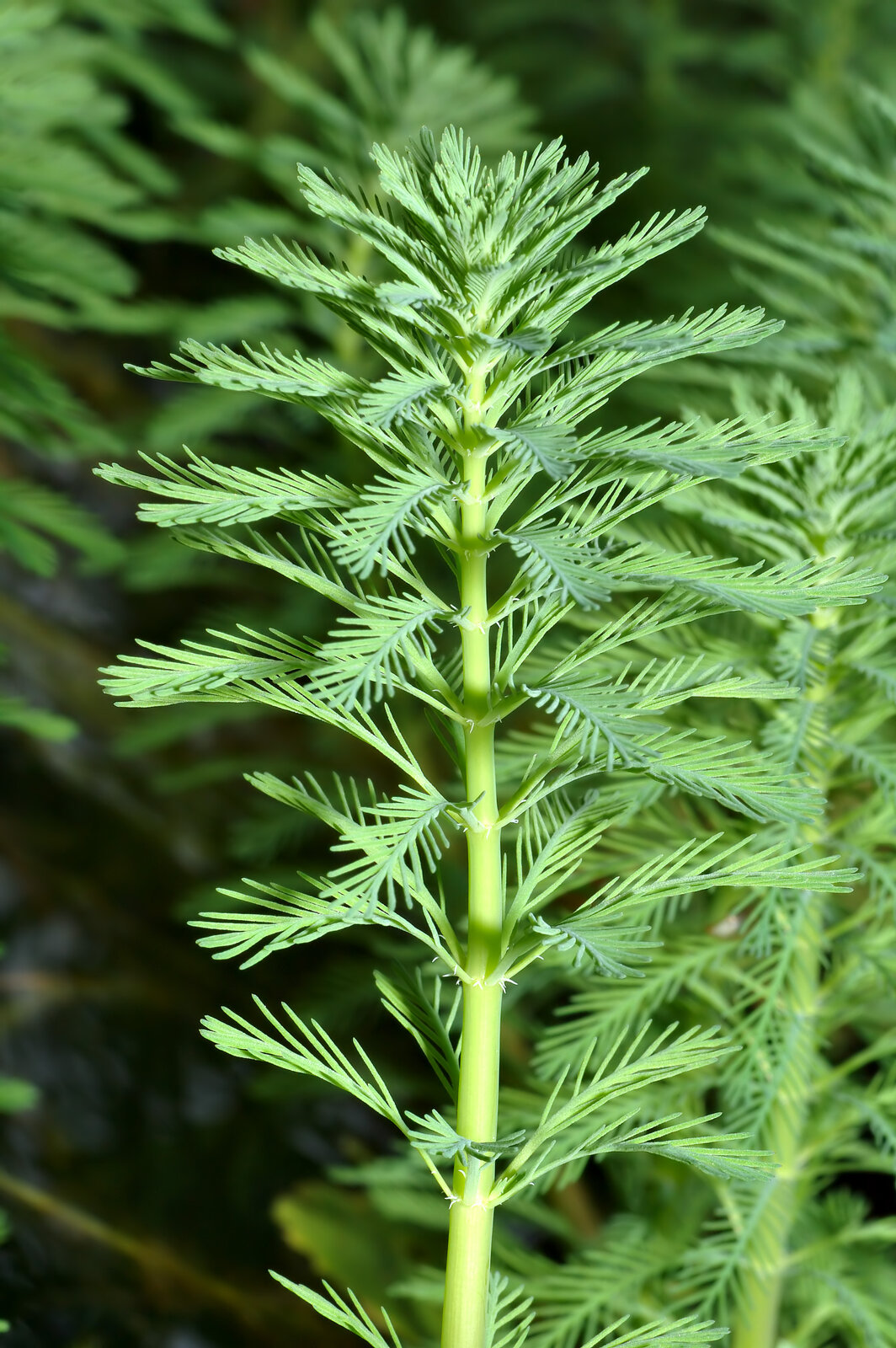 Parrot feather aquatic plant