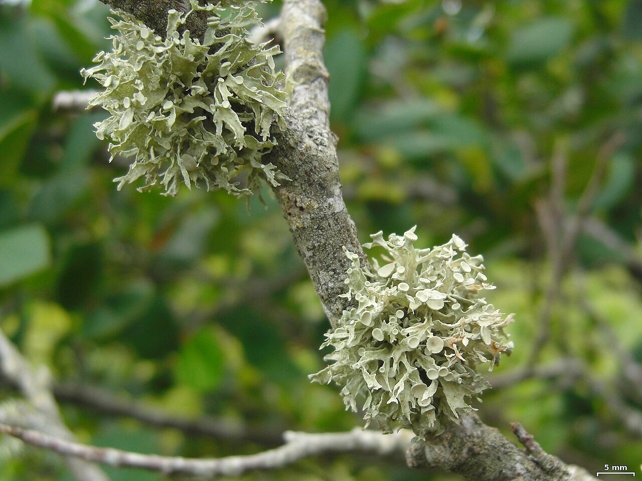 Pale green cartilage lichen on hardwood twig