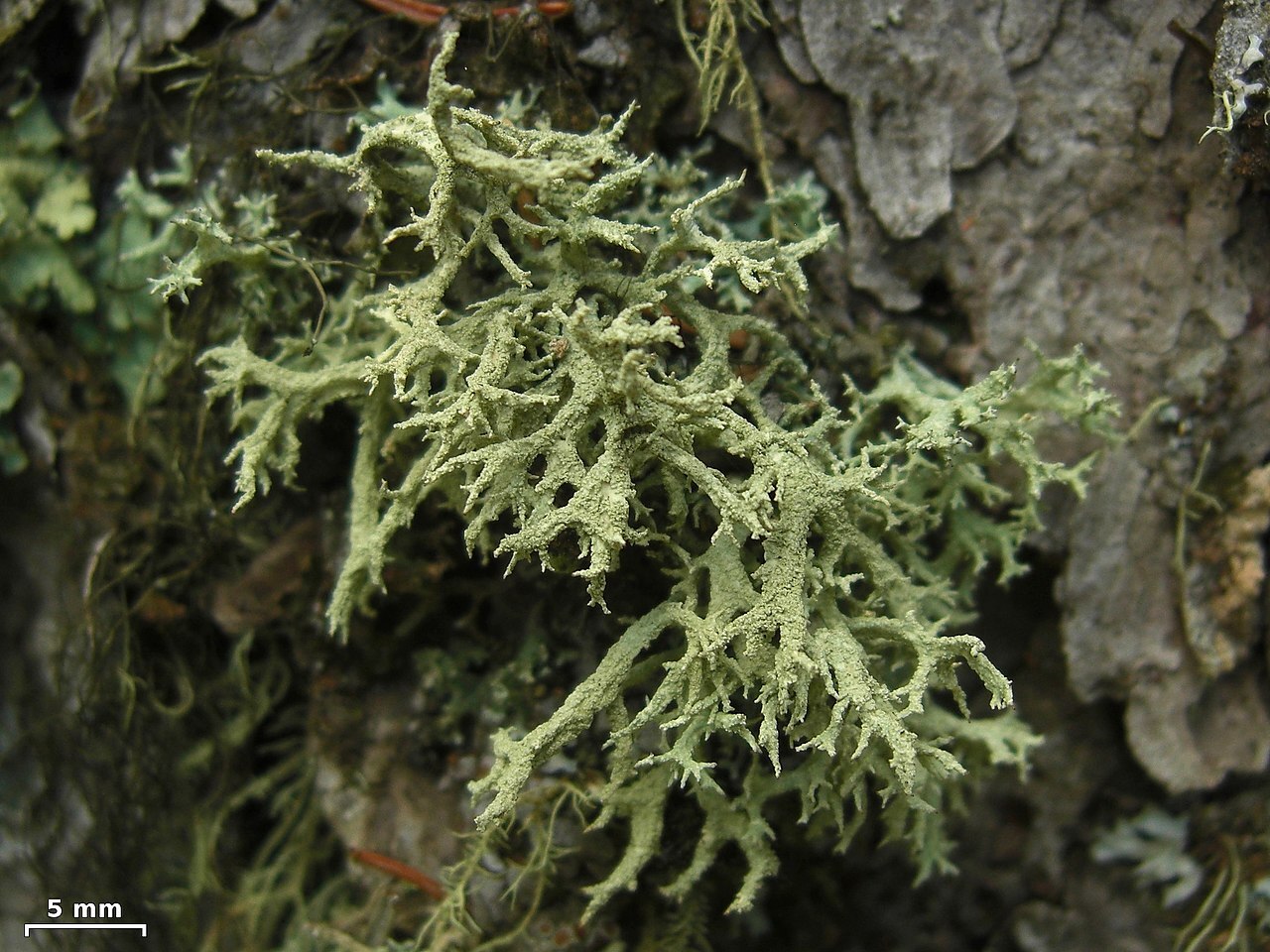 Pale green pendant oakmoss lichen on tree branch