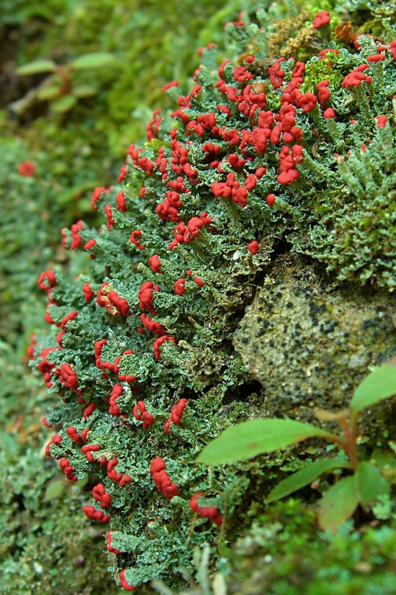 Red-tipped British soldiers lichen growing on rotting wood