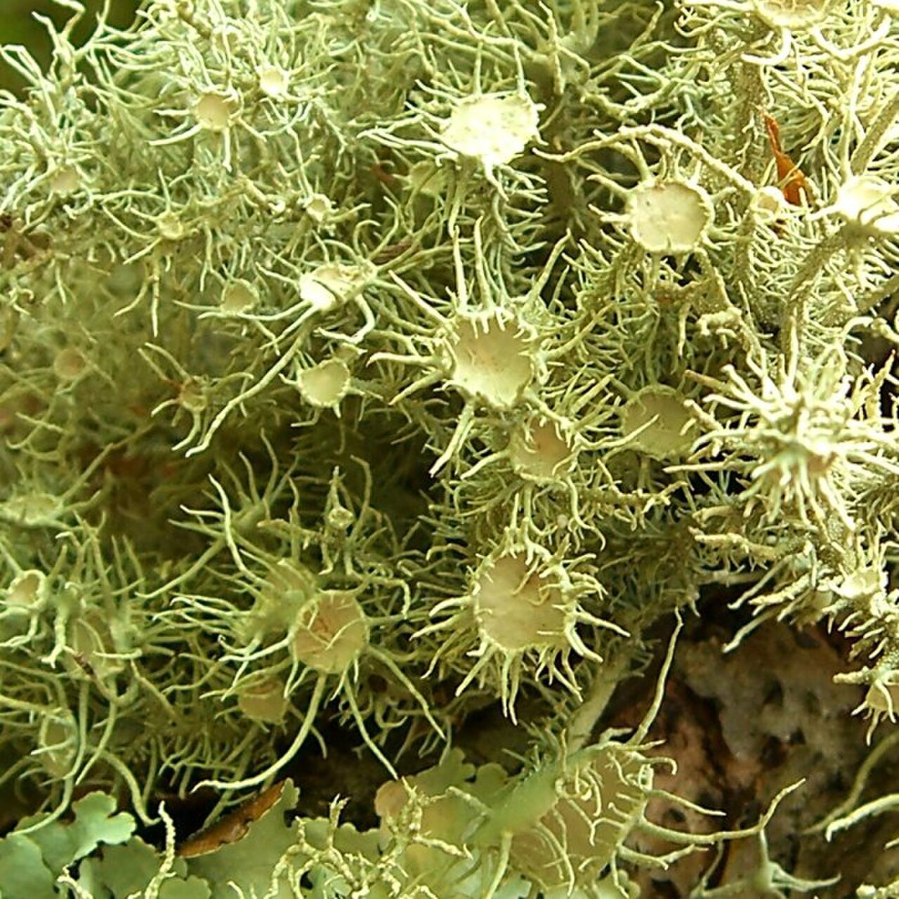 Pale green bushy beard lichen hanging from hardwood branch