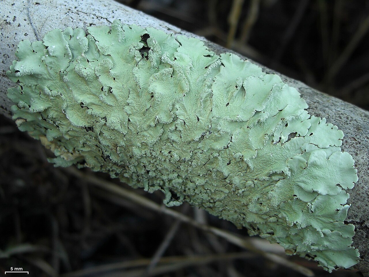 Yellow-green foliose lichen on tree bark