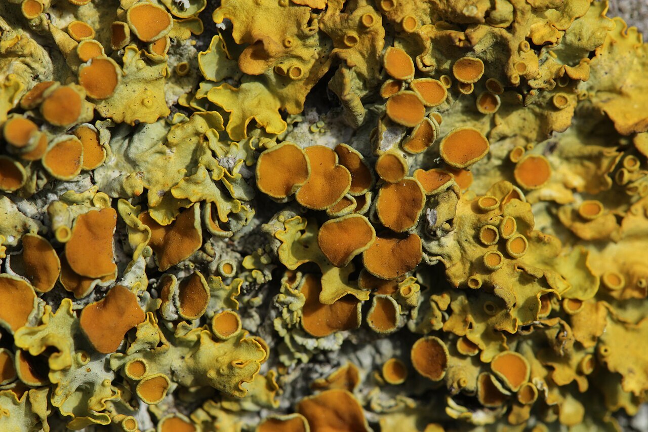 Bright orange lichen encrusting rock and bark