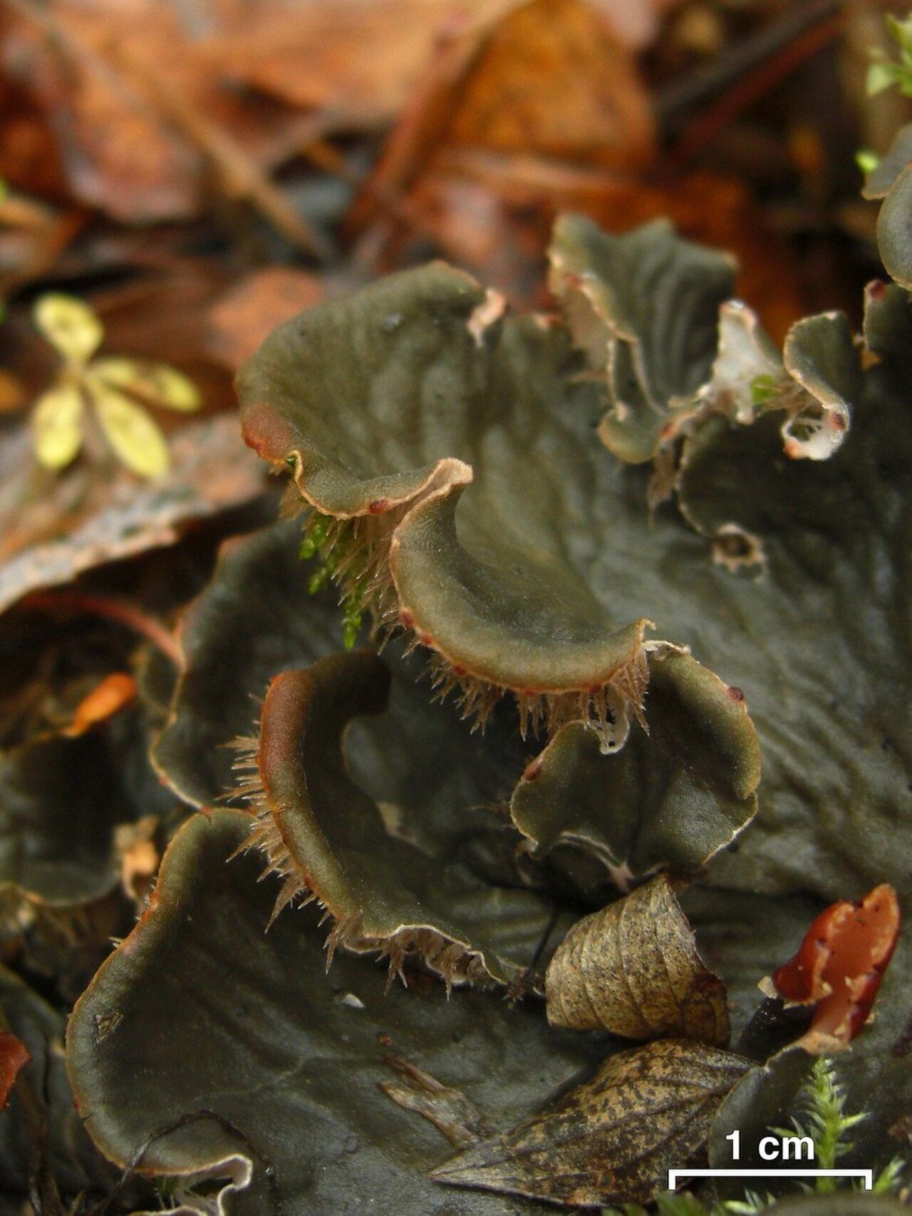 Large brown dog lichen growing on soil among moss