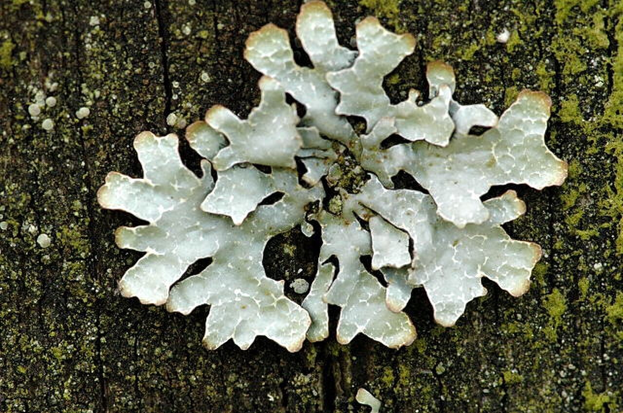 Gray foliose lichen with white lines on bark