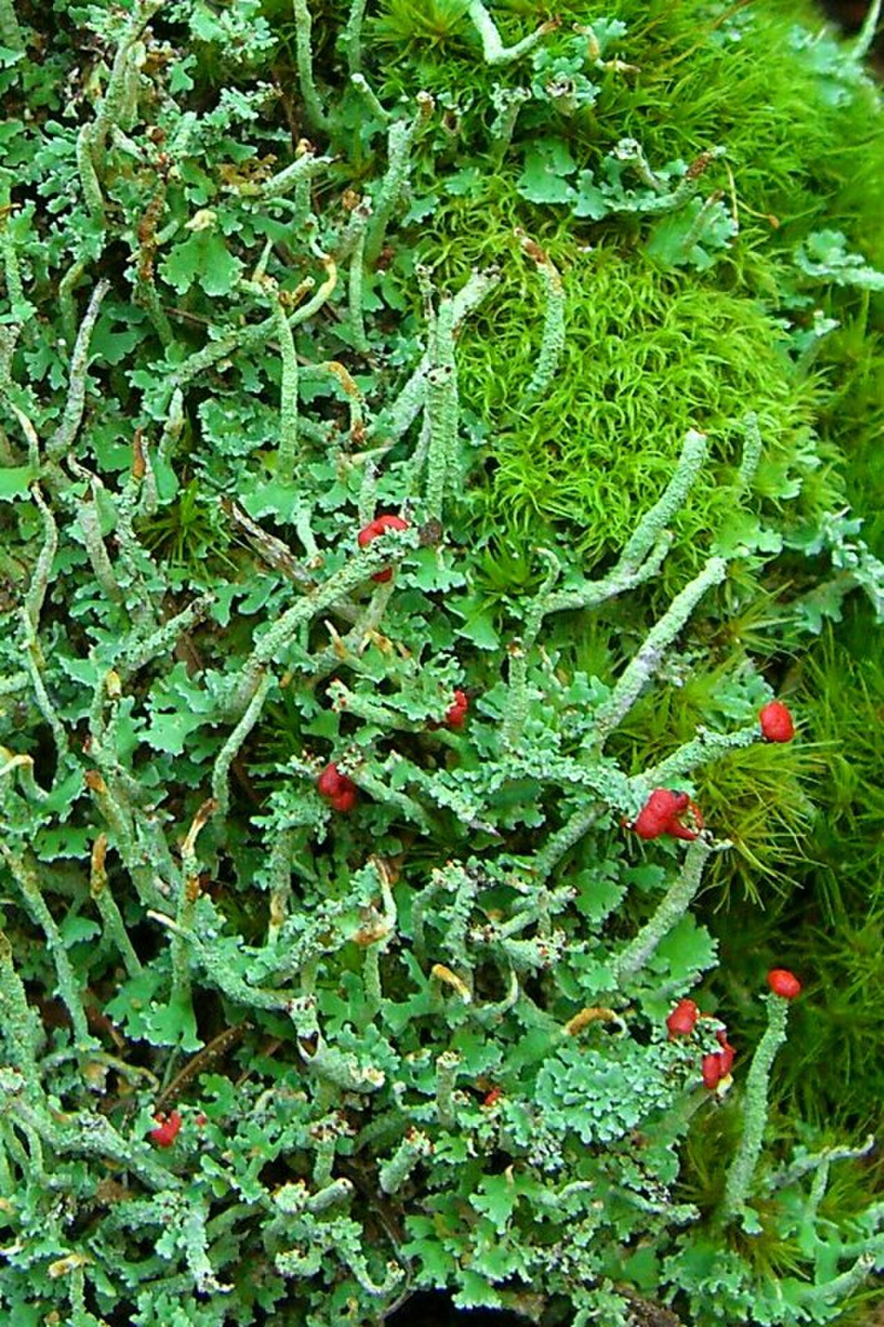 Lipstick lichen with red-tipped stalks on rotting wood