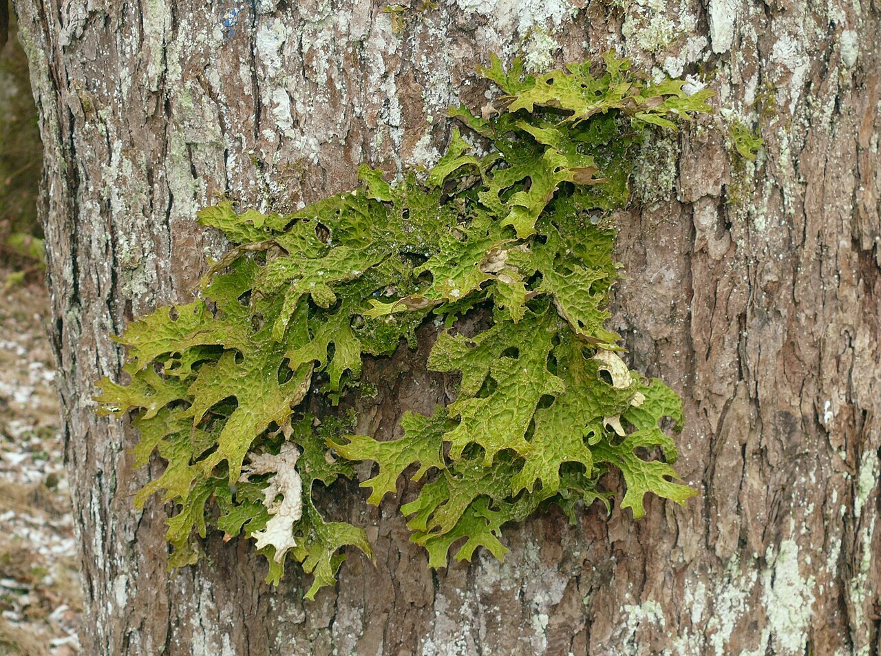 Large green lungwort lichen with lobed surface on old-growth tree