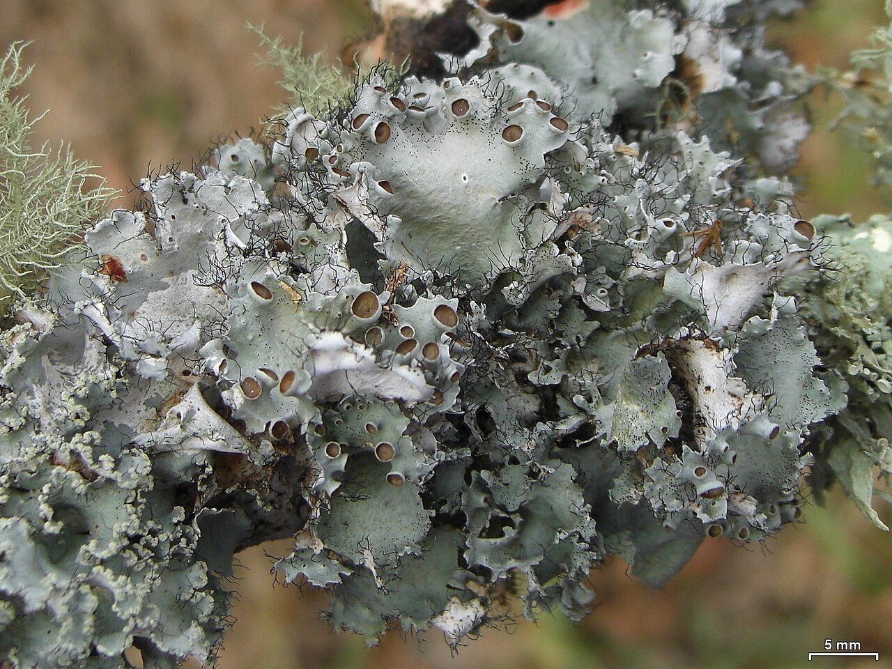 Large gray-green ruffle lichen on tree bark