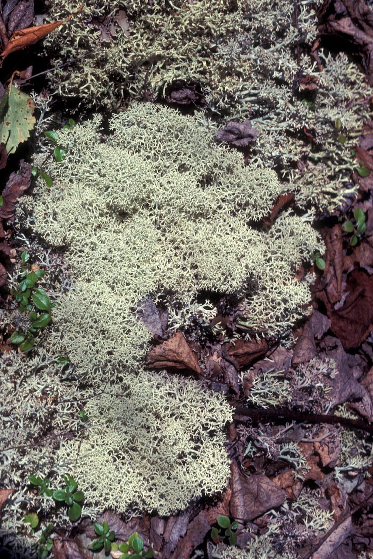 Pale gray-green reindeer lichen forming cushion on ground