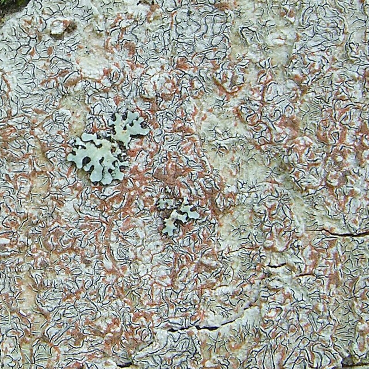 Script lichen with hieroglyph-like markings on smooth bark